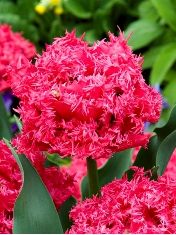 Лале ( (Tulipa 'Kingston') ne